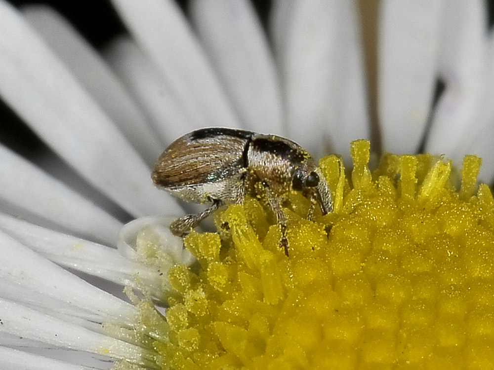 Sibinia phalerata - (Curculionidae)